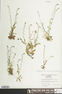 Myosotis stricta image