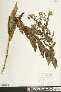 Lithospermum parviflorum image