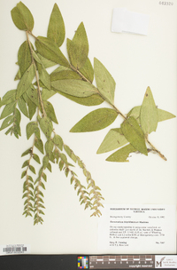 Lithospermum parviflorum image