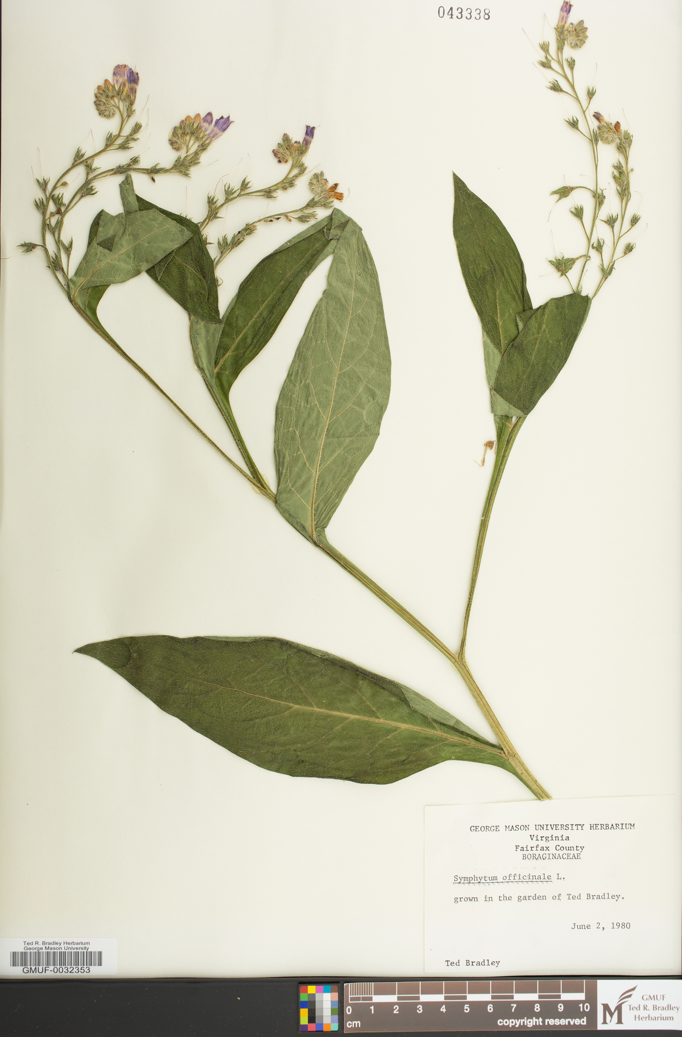 Symphytum officinale image