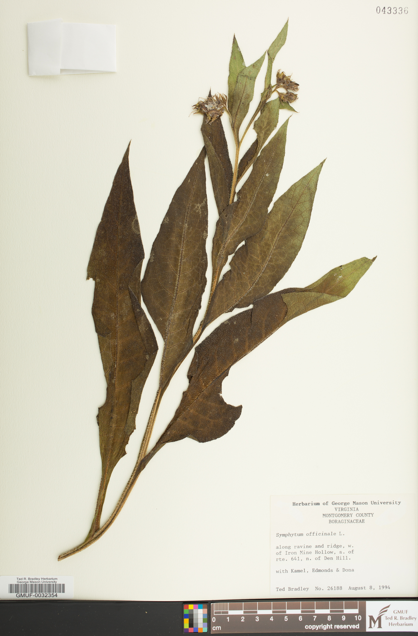 Symphytum officinale image