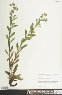 Onosmodium virginianum image