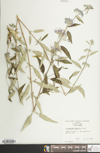 Caryopteris mongholica image
