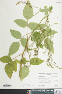 Desmodium canescens image