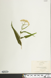 Eupatorium sessilifolium image