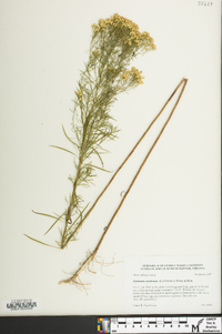 Euthamia caroliniana image