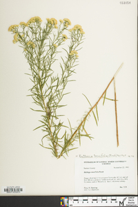 Euthamia caroliniana image