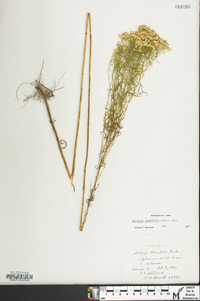 Euthamia caroliniana image