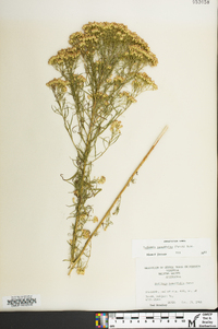 Euthamia caroliniana image