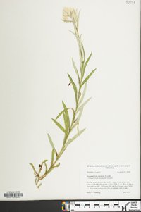 Pseudognaphalium macounii image