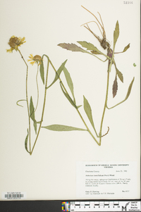 Helenium brevifolium image