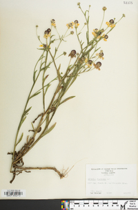 Helenium flexuosum image