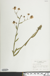 Helenium flexuosum image