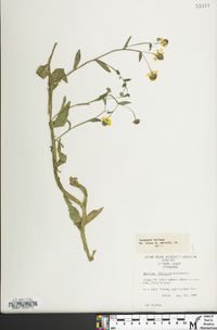 Helenium flexuosum image