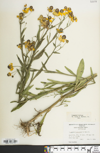 Helenium flexuosum image