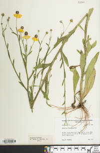 Helenium flexuosum image