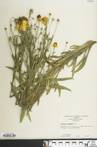 Helenium flexuosum image