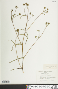 Helianthus angustifolius image