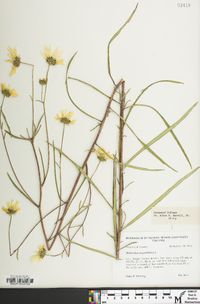 Helianthus angustifolius image