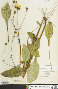 Helianthus atrorubens image