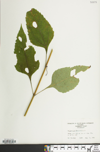 Helianthus decapetalus image