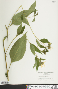 Helianthus decapetalus image