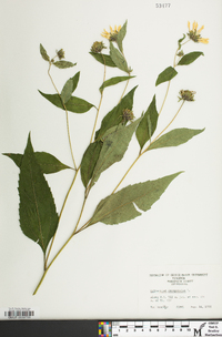 Helianthus decapetalus image