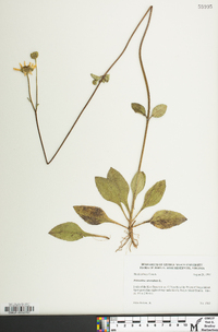 Helianthus atrorubens image