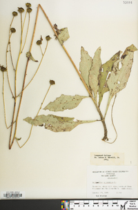 Helianthus atrorubens image
