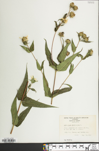 Helianthus divaricatus image