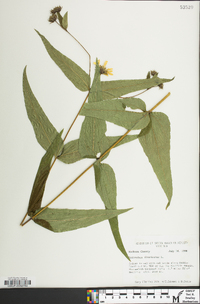 Helianthus divaricatus image