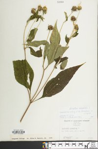 Helianthus decapetalus image