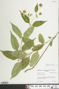 Helianthus decapetalus image