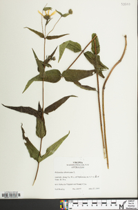 Helianthus divaricatus image