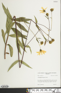 Helianthus laevigatus image