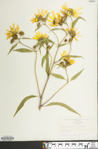 Helianthus grosseserratus image