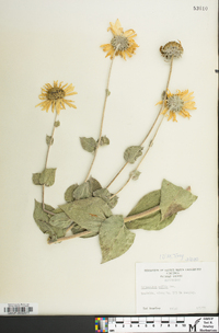 Helianthus mollis image