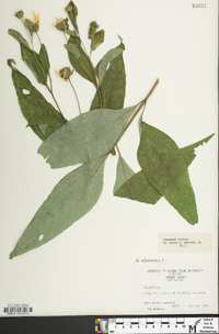 Helianthus strumosus image