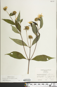 Helianthus strumosus image