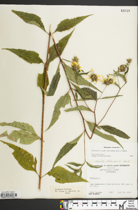 Helianthus strumosus image