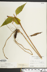 Helianthus strumosus image