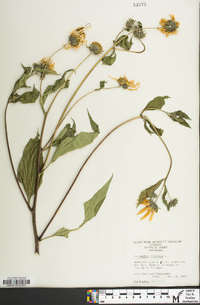 Helianthus tuberosus image