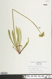 Hieracium caespitosum image