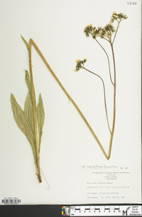 Hieracium caespitosum image