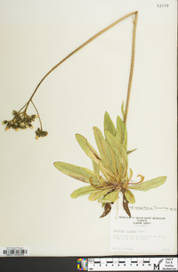 Hieracium caespitosum image