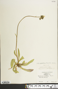 Hieracium caespitosum image