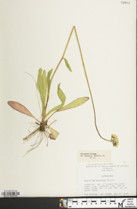 Hieracium caespitosum image