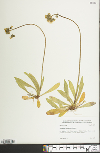 Hieracium caespitosum image