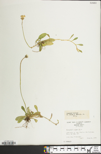 Hieracium pilosella image