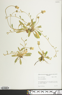 Hieracium pilosella image